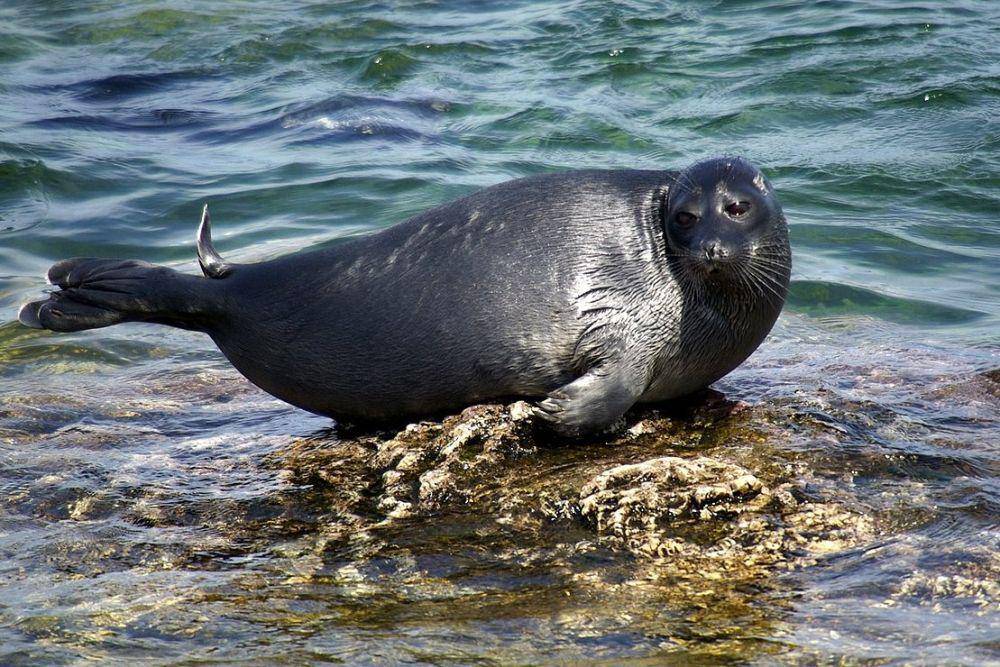 anjing laut baikal di atas bebatuan (commons.wikimedia.org/Sergey Gabdurakhmanov)