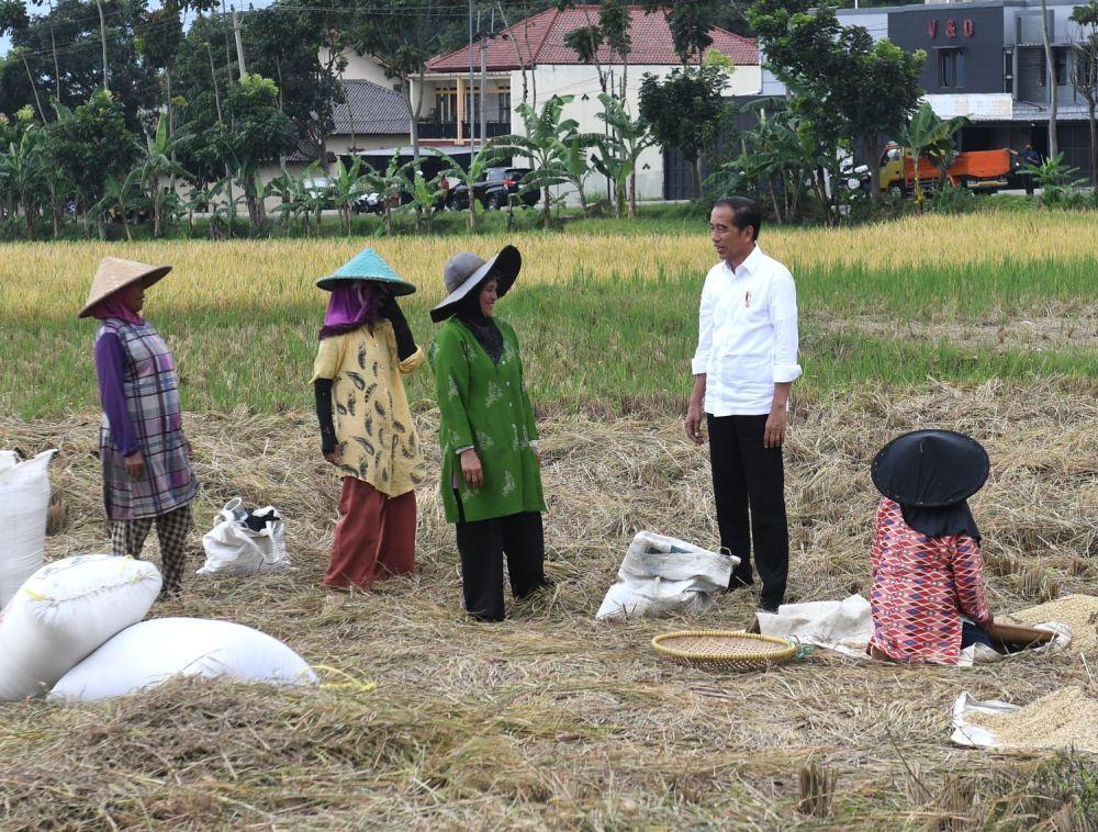 Tanya Harga Gabah, Jokowi Temui Petani yang Sedang Panen
