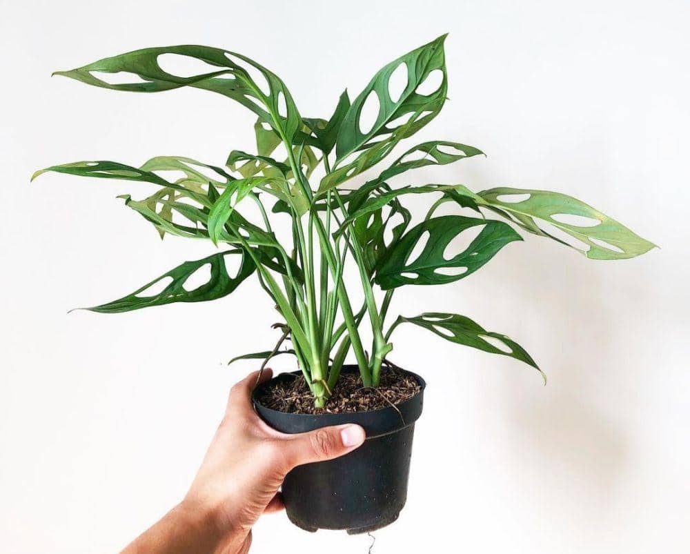 tanaman hias Janda Bolong (instagram.com/marinanam.id)