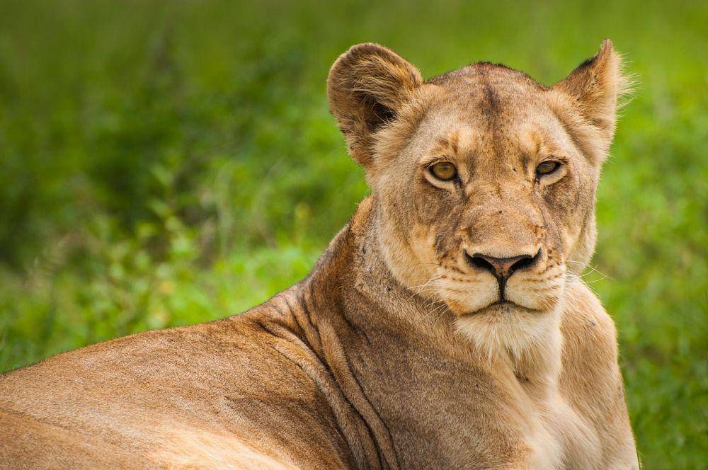 ilustrasi singa betina (pixabay.com/Pexels)