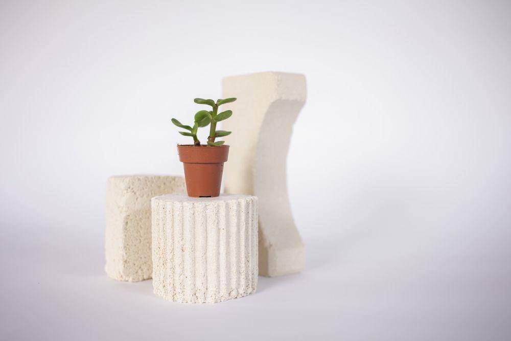 ilustrasi jade plant (pexels.com/EKATERINA BOLOVTSOVA)