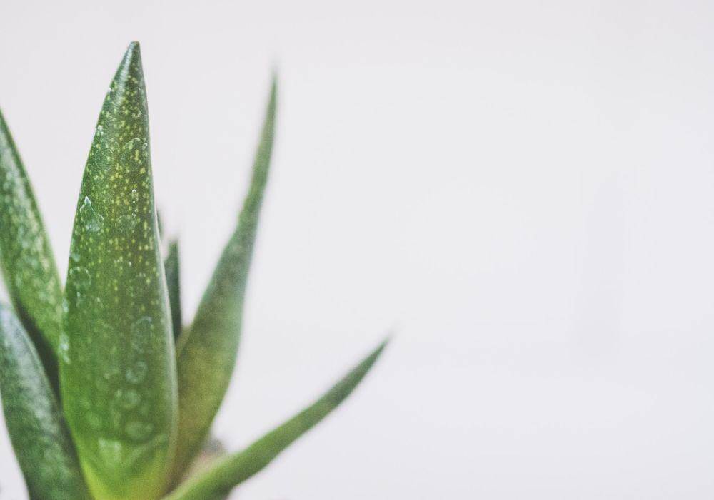 ilustrasi aloe vera (pexels.com/Jessica Lewis Creative)