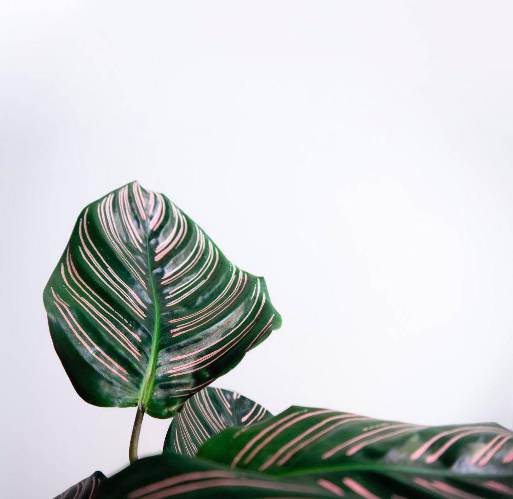 ilustrasi calathea (pexels.com/Kulbir)
