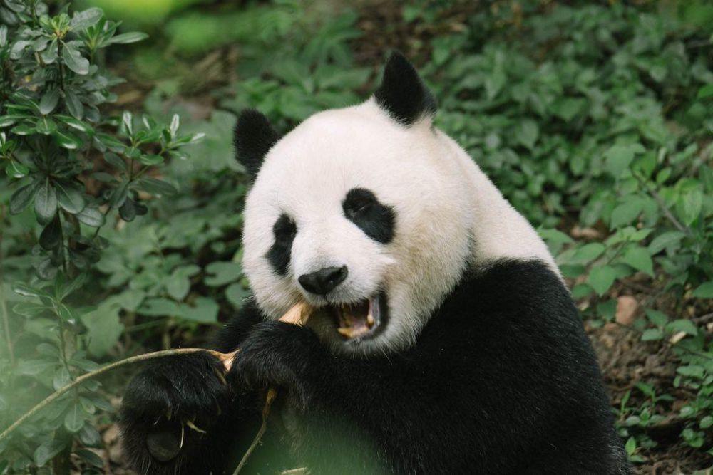 Tergolong Karnivora, Bagaimana Panda Survive dengan Cuma Makan Bambu?