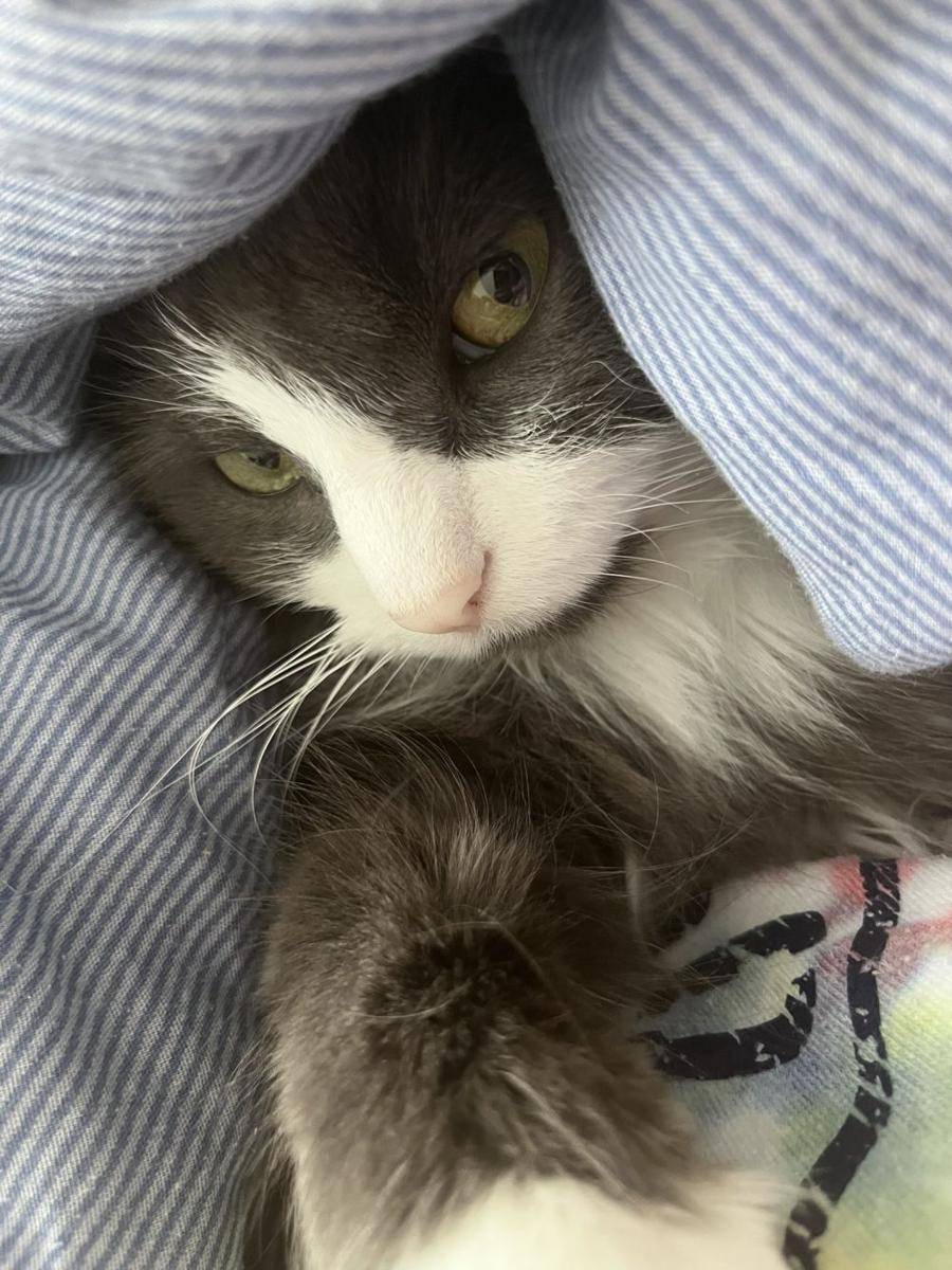 potret lucu kucing "bombastic side eye" (twitter.com/falcon3_shy)