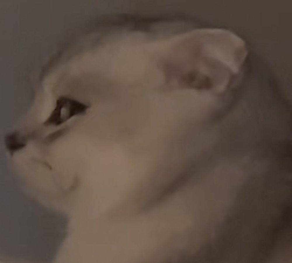 potret lucu kucing "bombastic side eye" (twitter.com/belphielvrr)