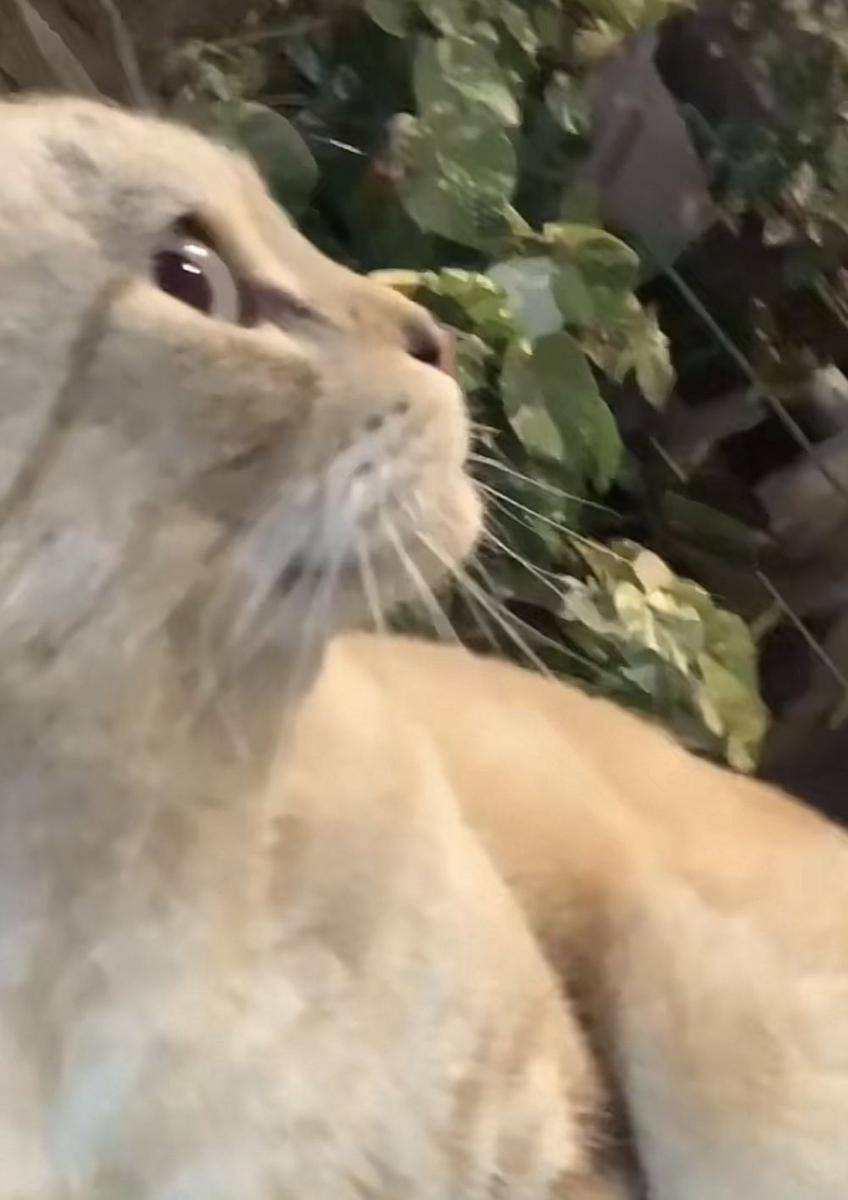 potret lucu kucing "bombastic side eye" (twitter.com/belphielvrr)