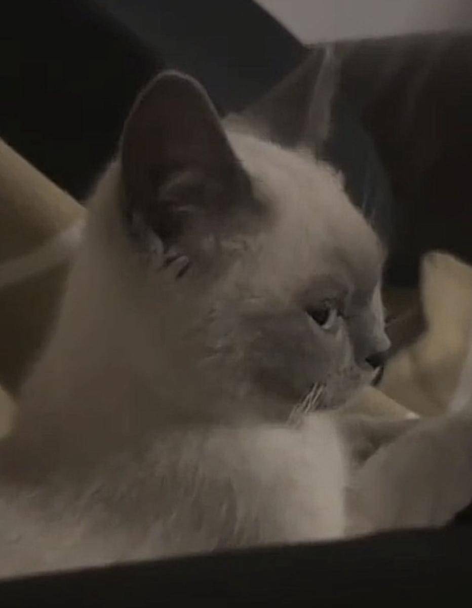 potret lucu kucing "bombastic side eye" (twitter.com/belphielvrr)
