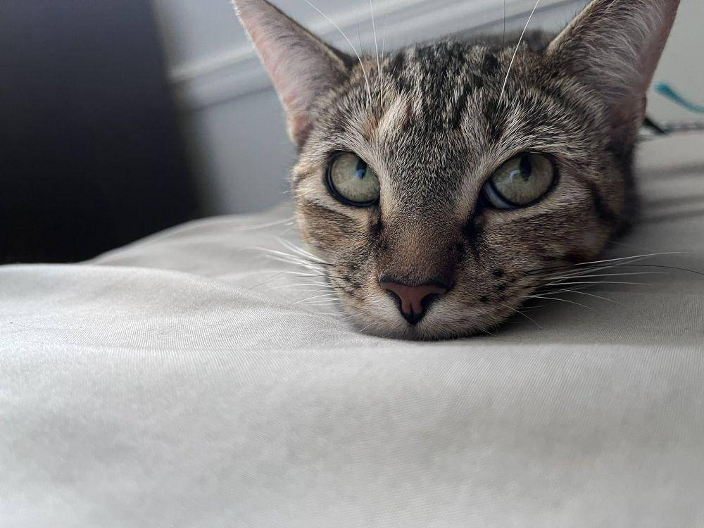 potret lucu kucing "bombastic side eye" (twitter.com/tenjuns)