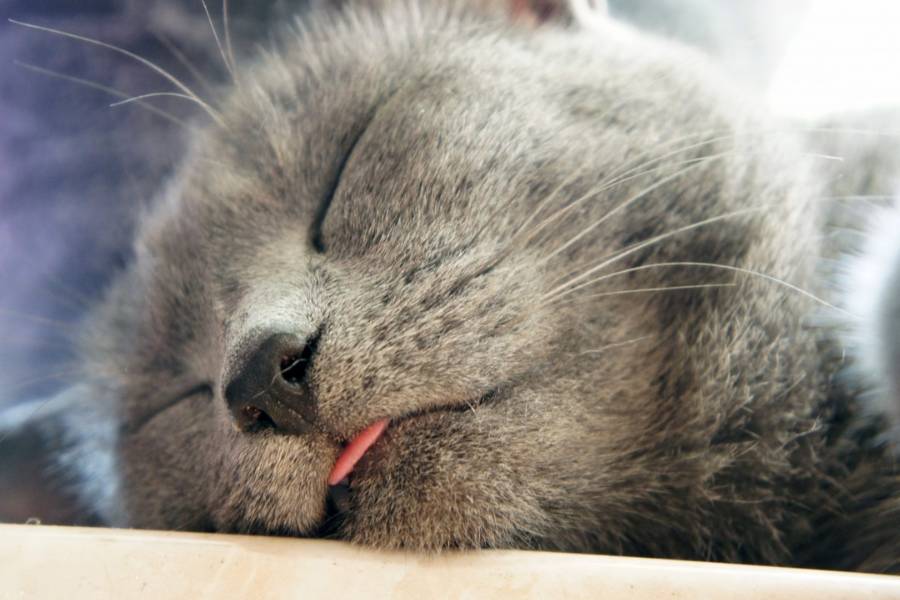 ilustrasi kucing menjulurkan lidah saat tidur (pxhere.com/CC0 Public Domain)