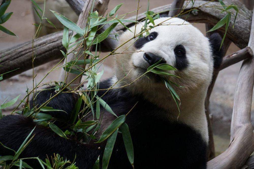 ilustrasi panda raksasa (pexels.com/Cesar Aguilar)