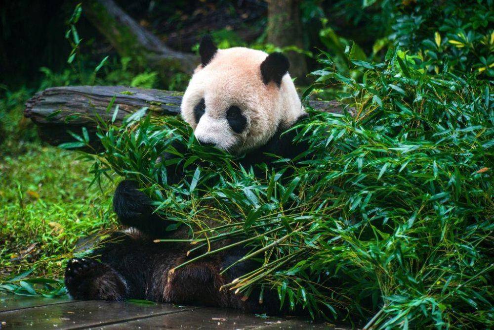 ilustrasi panda makan bambu (pexels.com/Klub Boks)