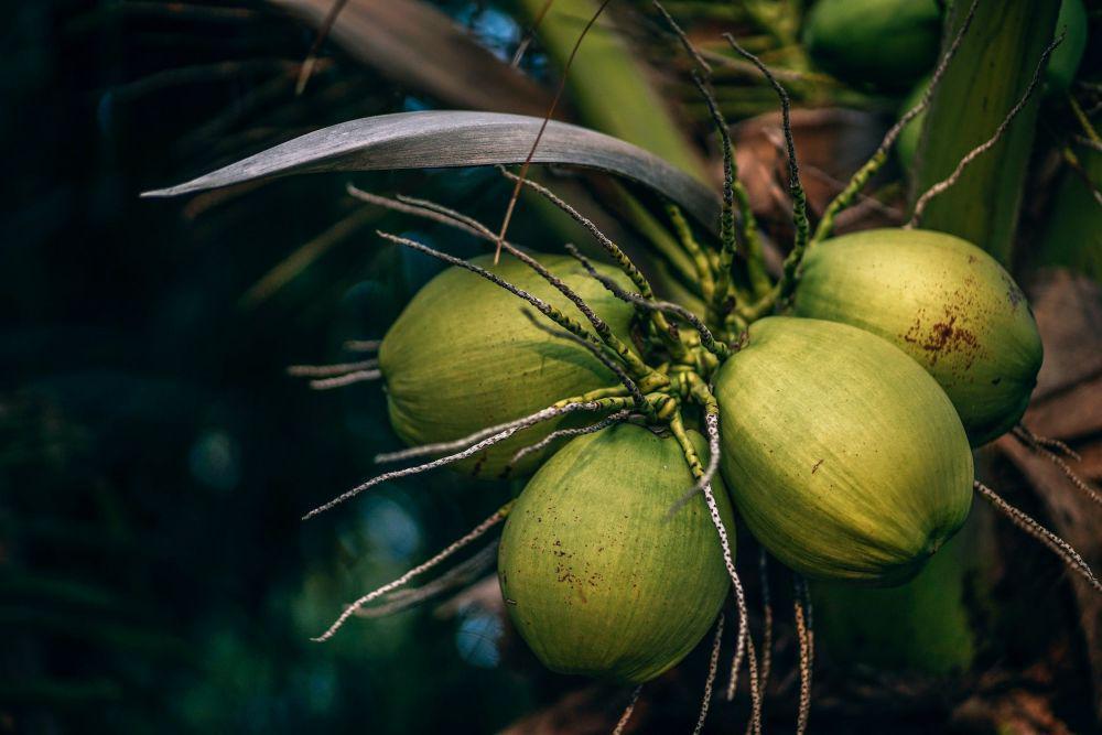 5 Fakta Ilmiah Mengenai Buah Kelapa, Kerap Ditemukan di Pesisir!