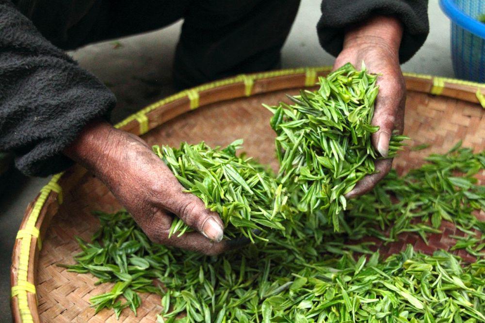 ilustrasi green tea (pexels.com/Pixabay)