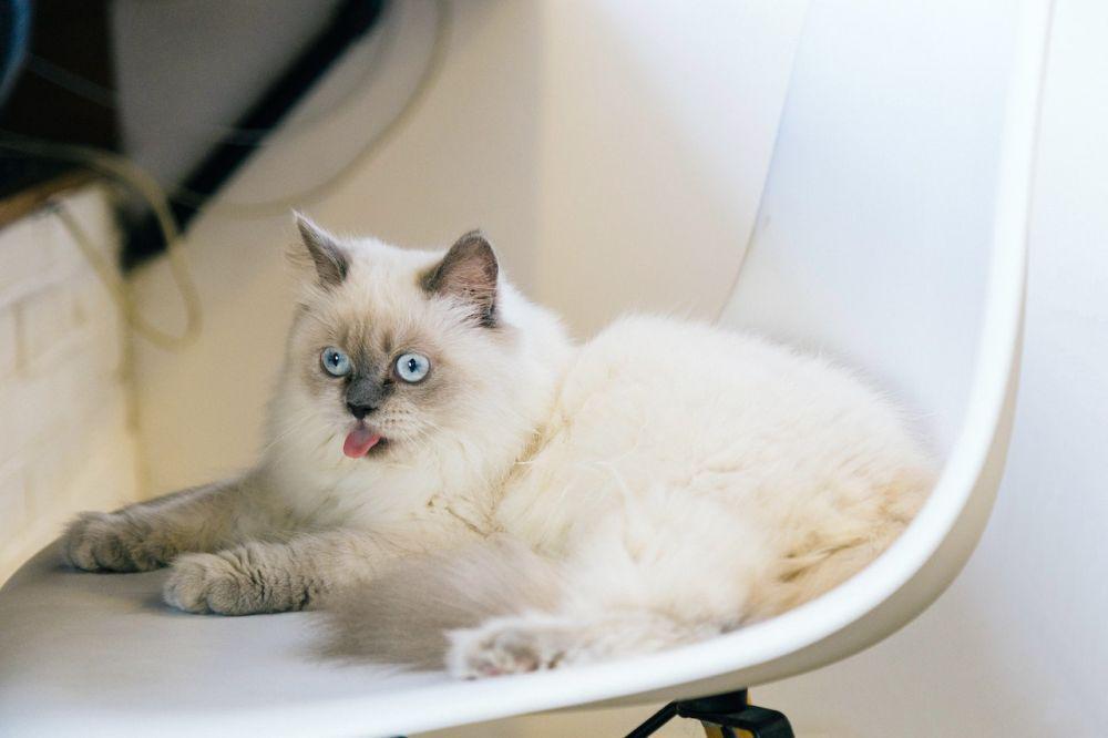 5 Cara Kucing Ekspresikan Stres, Pawparents Kudu Paham!