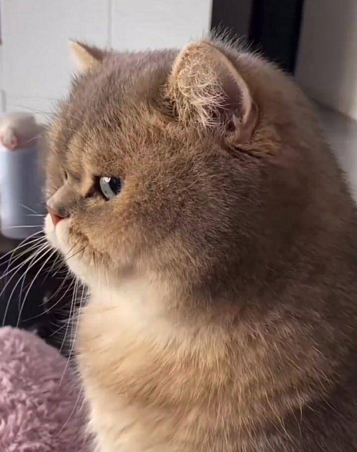 potret lucu kucing "bombastic side eye" (twitter.com/ARanawana25)