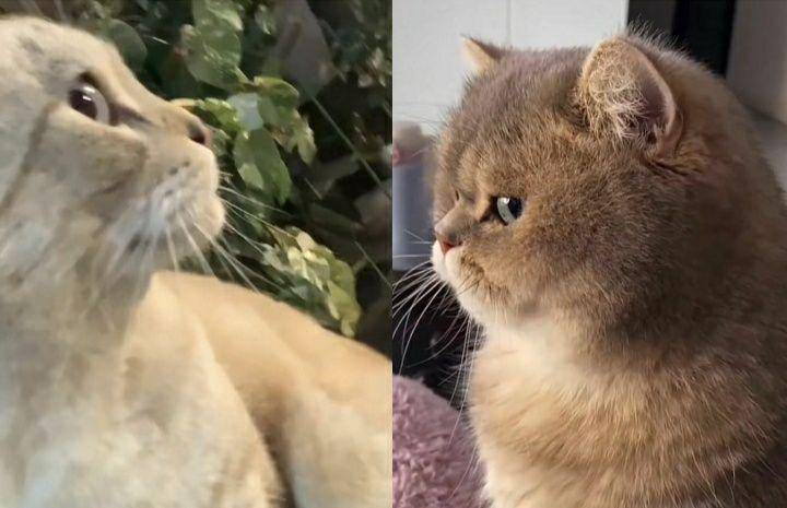 kolase potret lucu kucing "bombastic side eye" (twitter.com/belphielvrr | twitter.com/ARanawana25)