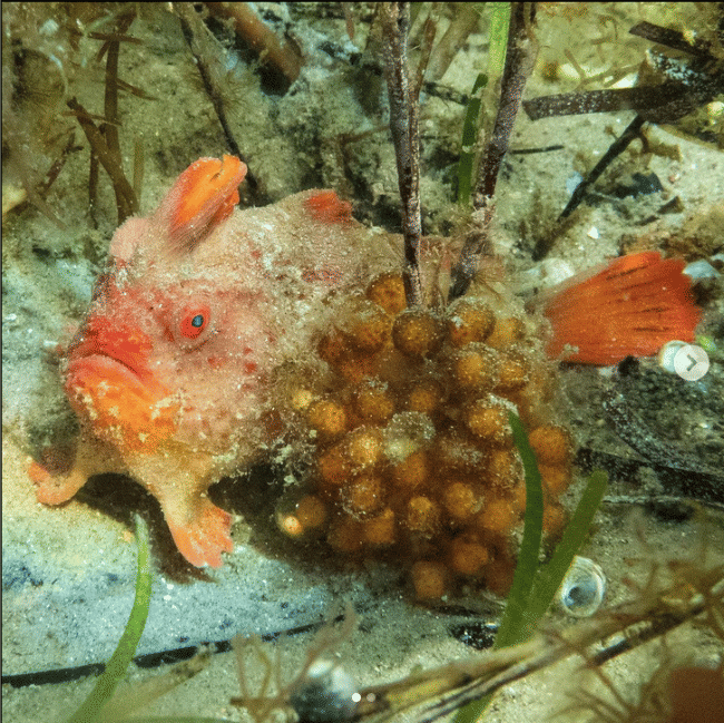 ilustrasi handfish merah.(instagram.com/tonecoops)