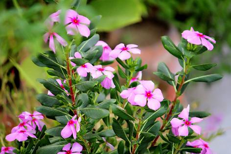 5 Fakta Unik Periwinkle, Bunga Hias yang Punya Sifat Antikanker