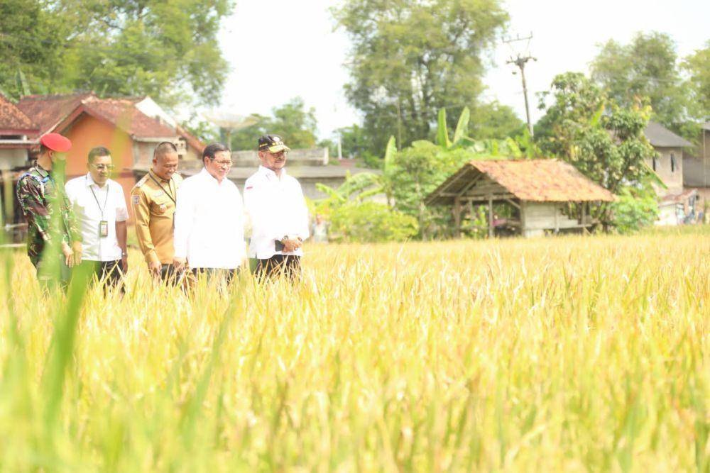 Presiden Joko Widodo melakukan panen raya padi di Desa Lajer Kecamatan Ambal Kabupaten Kebumen, Kamis (9/3) (Dok. Kementan)