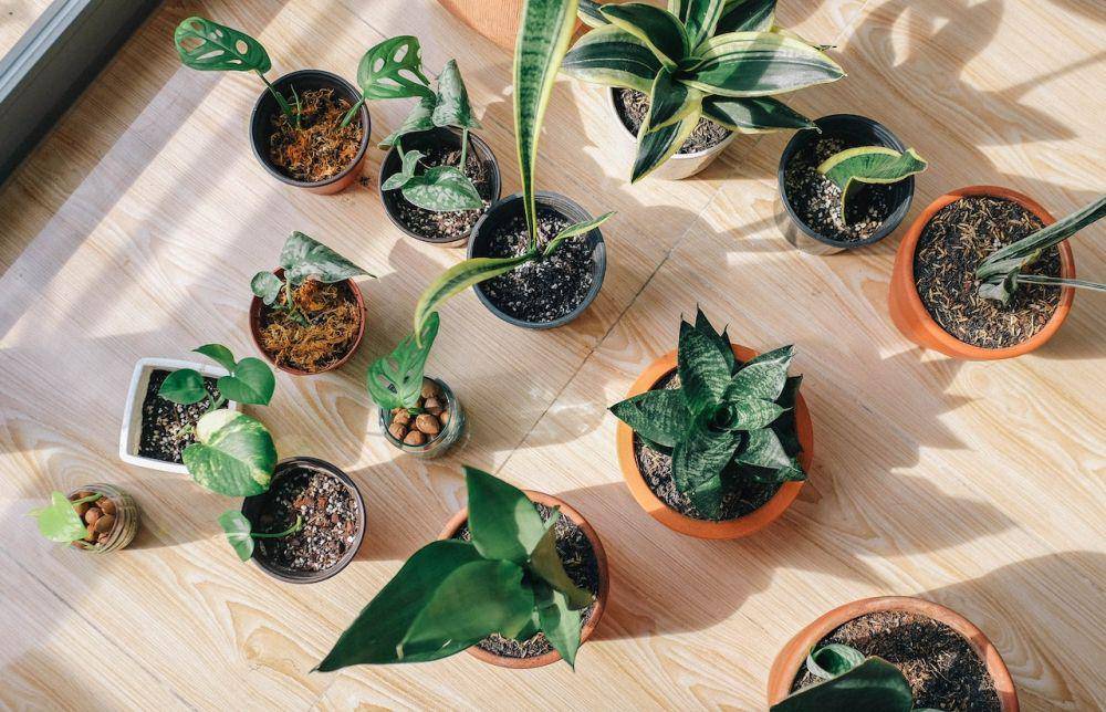 ilustrasi tanaman hias dalam ruangan (pexels/huy phan)