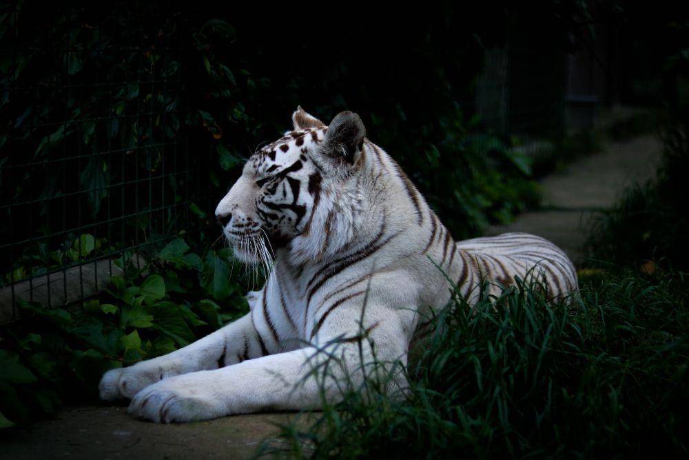 ilustrasi harimau putih di penangkaran (unsplash.com/jamie turner)