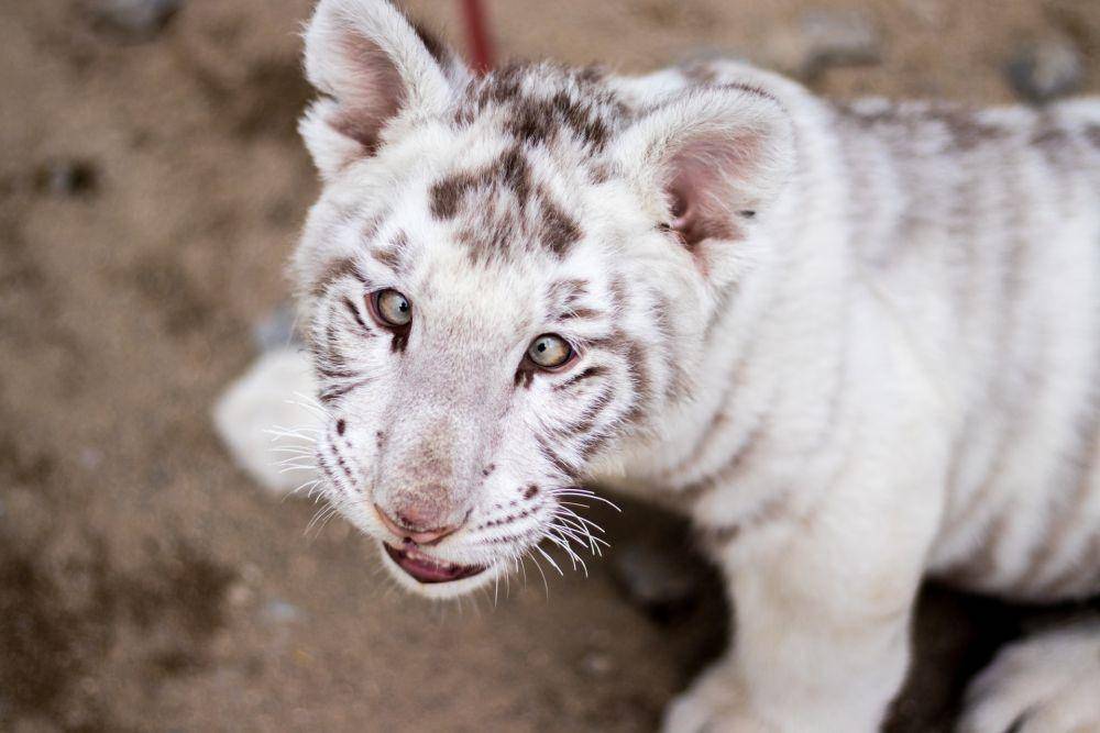 ilustrasi anak harimau putih dengan mata juling atau strabismus (unsplash.com/YBag Media)