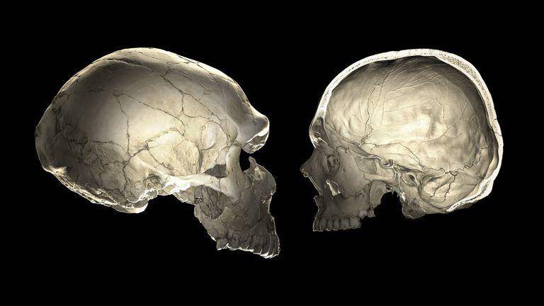kerangka Homo neanderthalensis (sapiens.org)