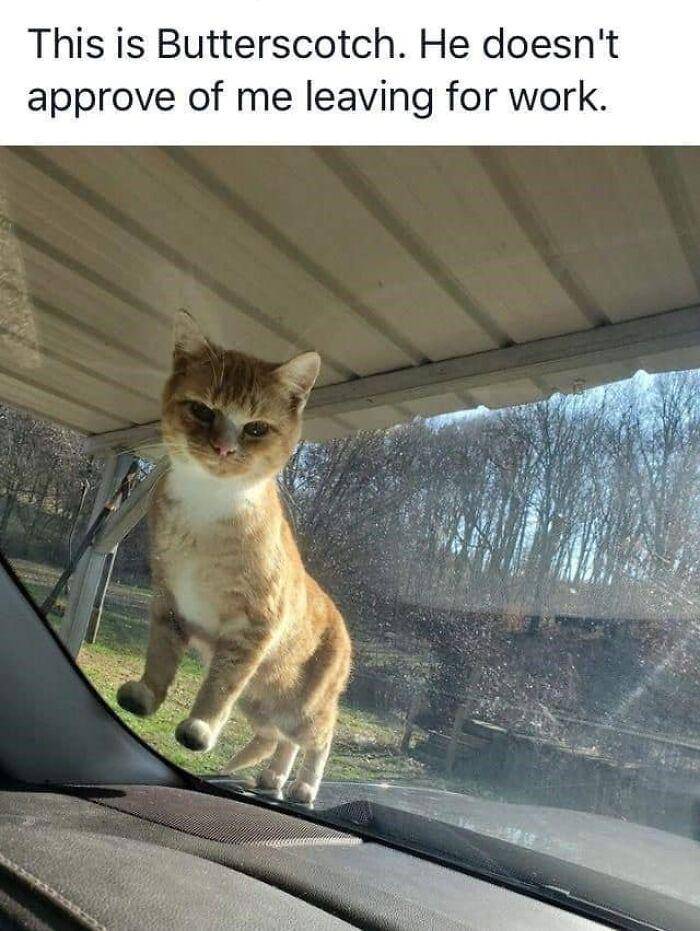 potret kucing sulit di-skip (facebook.com/Xandria Elizabeth)