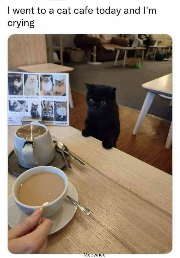 potret kucing sulit di-skip (facebook.com/Tiffany Williamson)