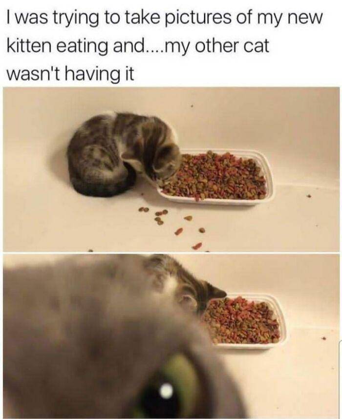 potret kucing sulit di-skip (facebook.com/C L S S S)