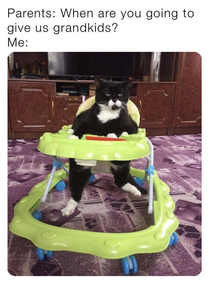potret kucing sulit di-skip (facebook.com/Andy Hall)