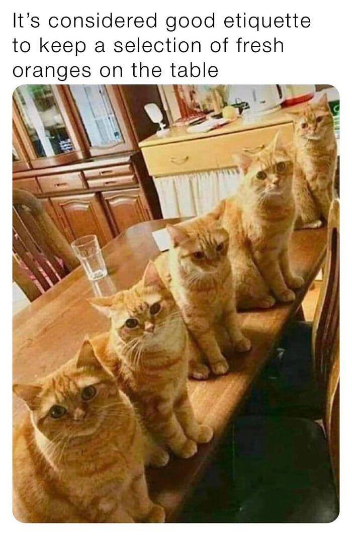 potret kucing sulit di-skip (facebook.com/Andy Hall)