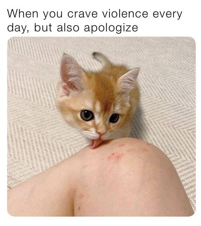 potret kucing sulit di-skip (facebook.com/Andy Hall)