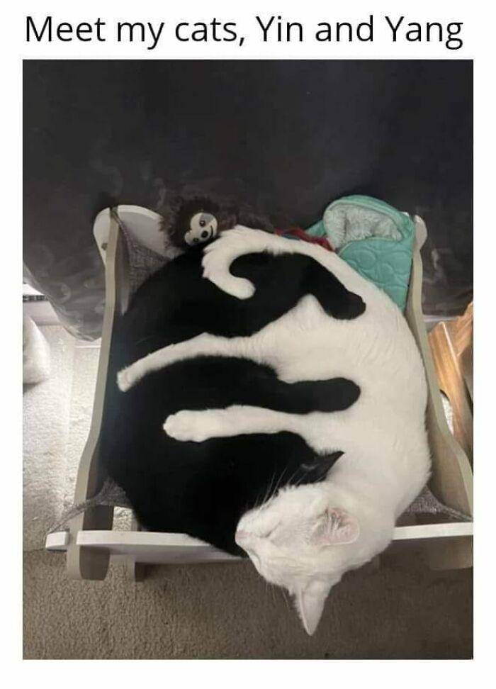 potret kucing sulit di-skip (facebook.com/Tiffany Williamson)