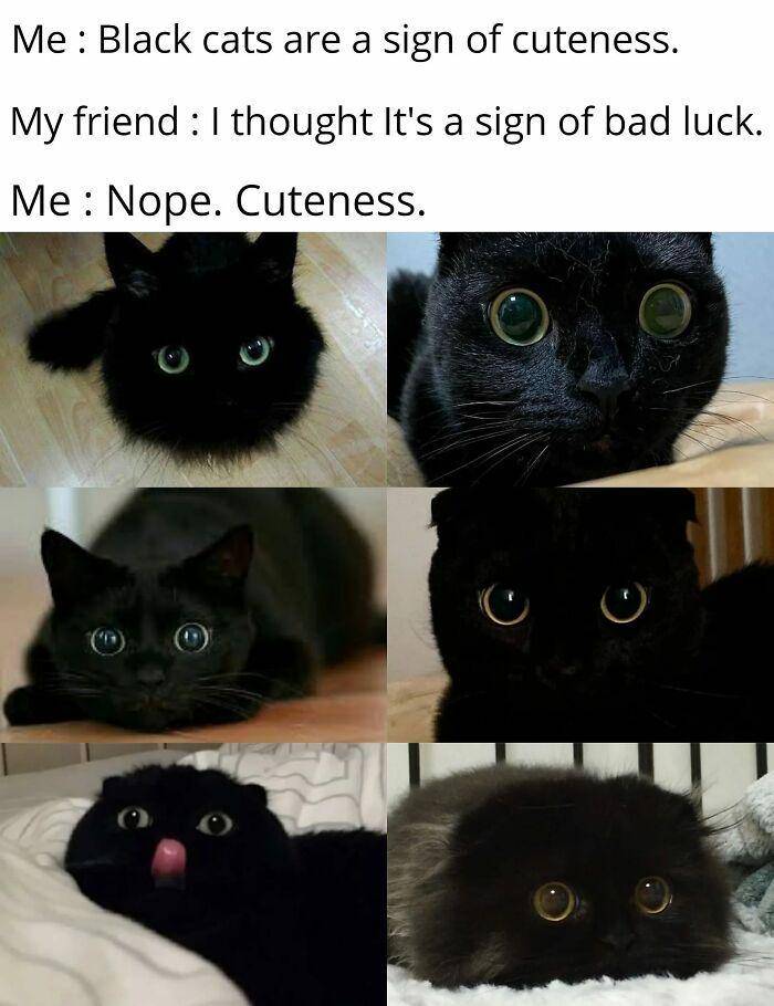 potret kucing sulit di-skip (facebook.com/Jo'nathan June)