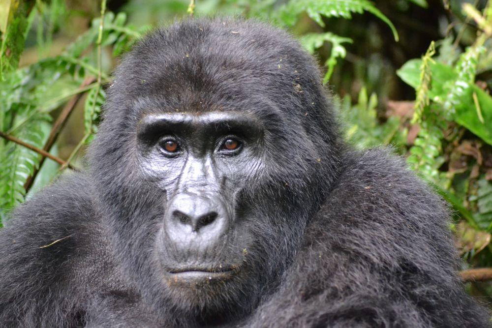 9 Fakta Gorila Gunung, Gorila yang Hanya Ditemukan di Tiga Negara!