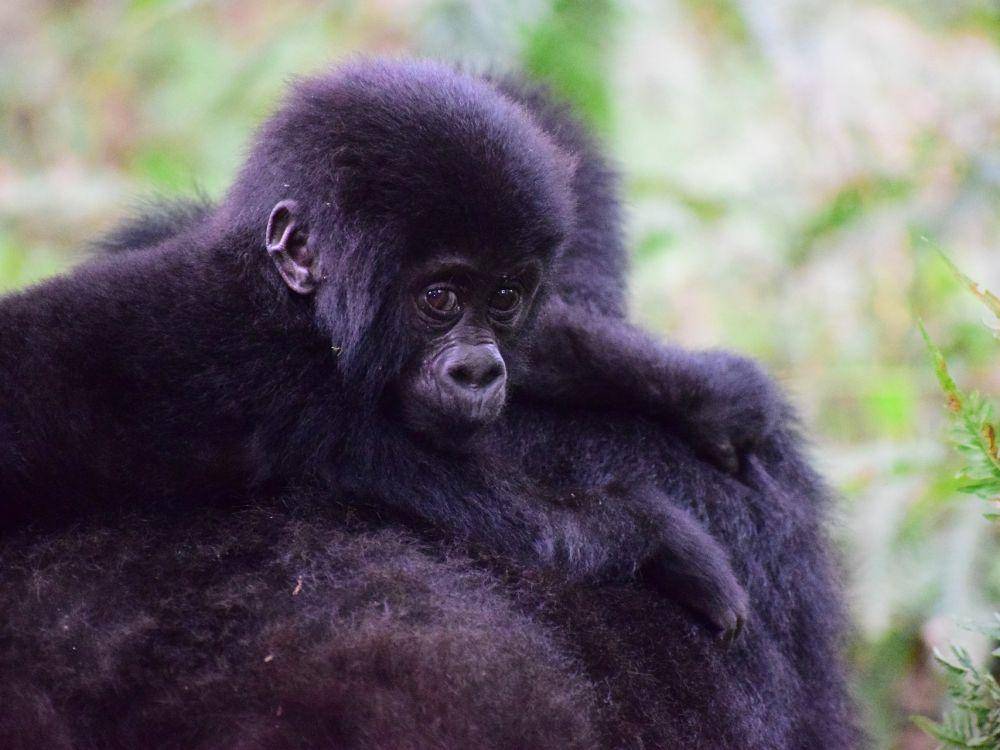 Bayi dan induk gorila gunung (pixabay.com/markjordahl)