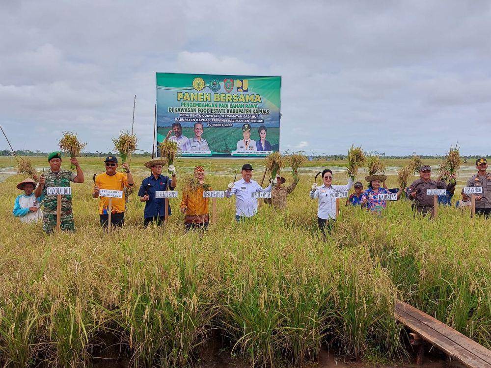 Panen Raya di Food Estate Kapuas (Dok. Kementan)