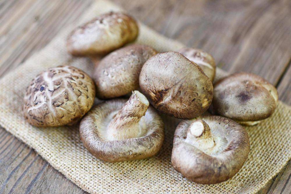 jamur shiitake (vecteezy.com/bigcxlotus)