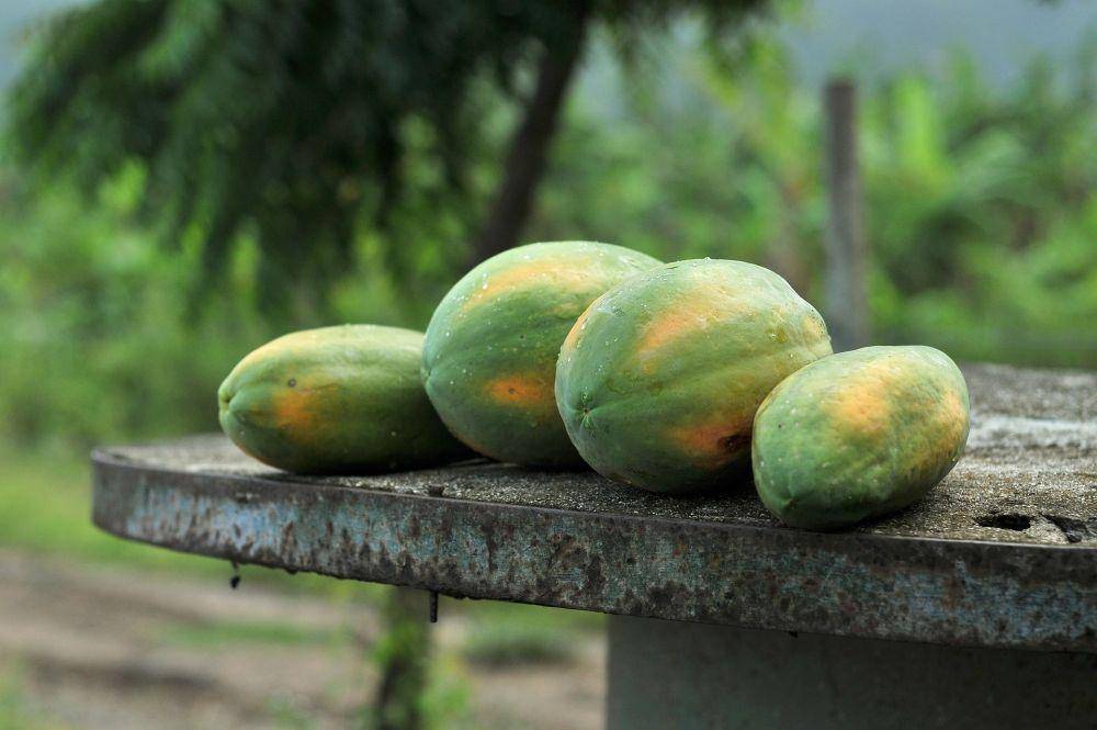 ilustrasi buah pepaya (pixabay.com/Hipolito Collazo)