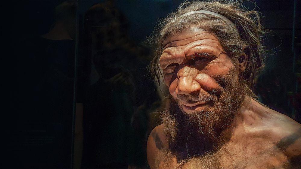Homo Neanderthalensis: Penemuan, Jenis, dan Karakteristiknya