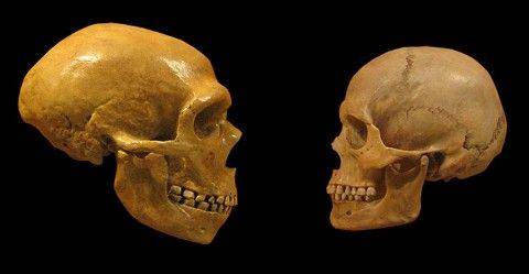 kerangka tengkorak Homo neanderthalensis (sapiens.org)