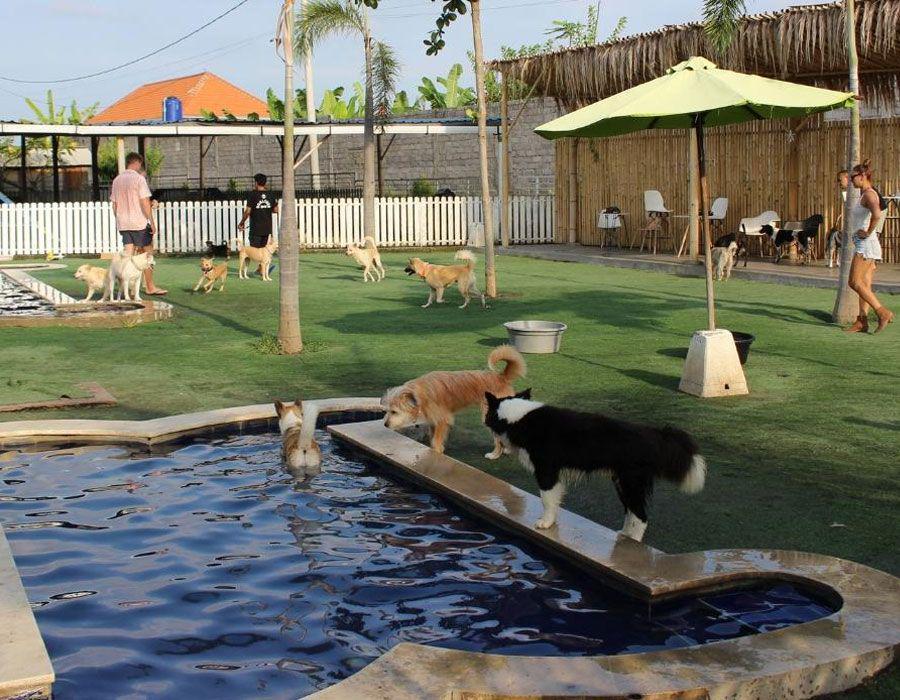 10 Tempat Penitipan Hewan di Bali, Fasilitas Mirip Hotel