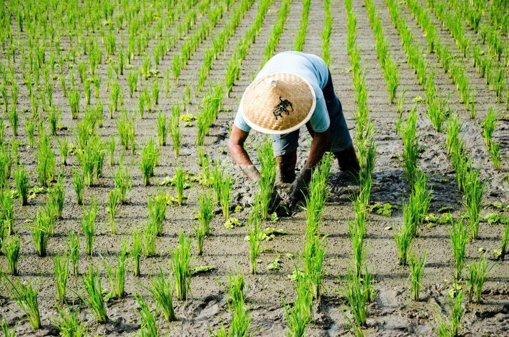 Petani dan Pekebun Rentan Terkena Leptospirosis