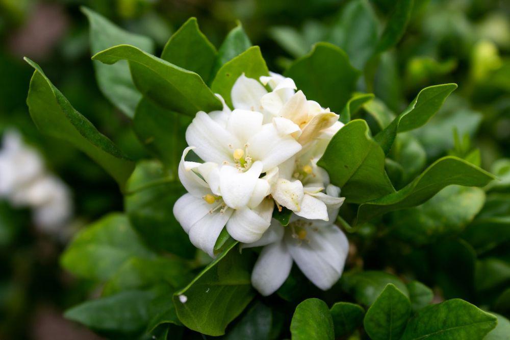 5 Body Wash Mengandung Melati, Harum Semerbak!