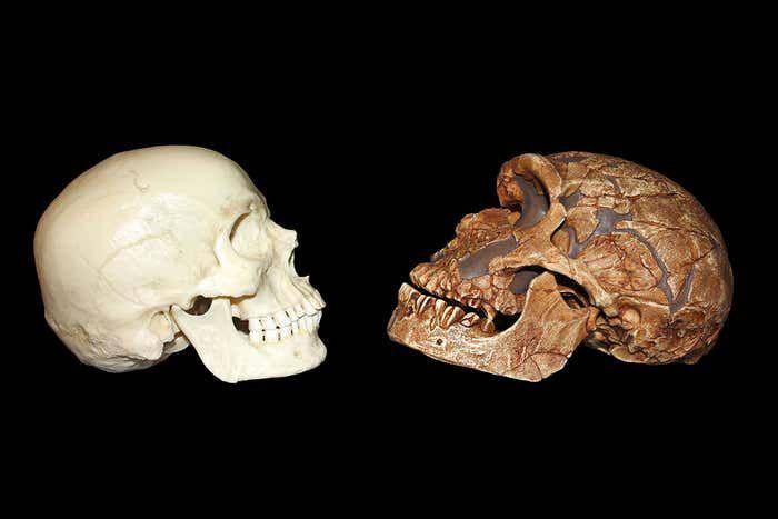 kerangka tengkorak Homo neanderthalensis (newscientist.com)