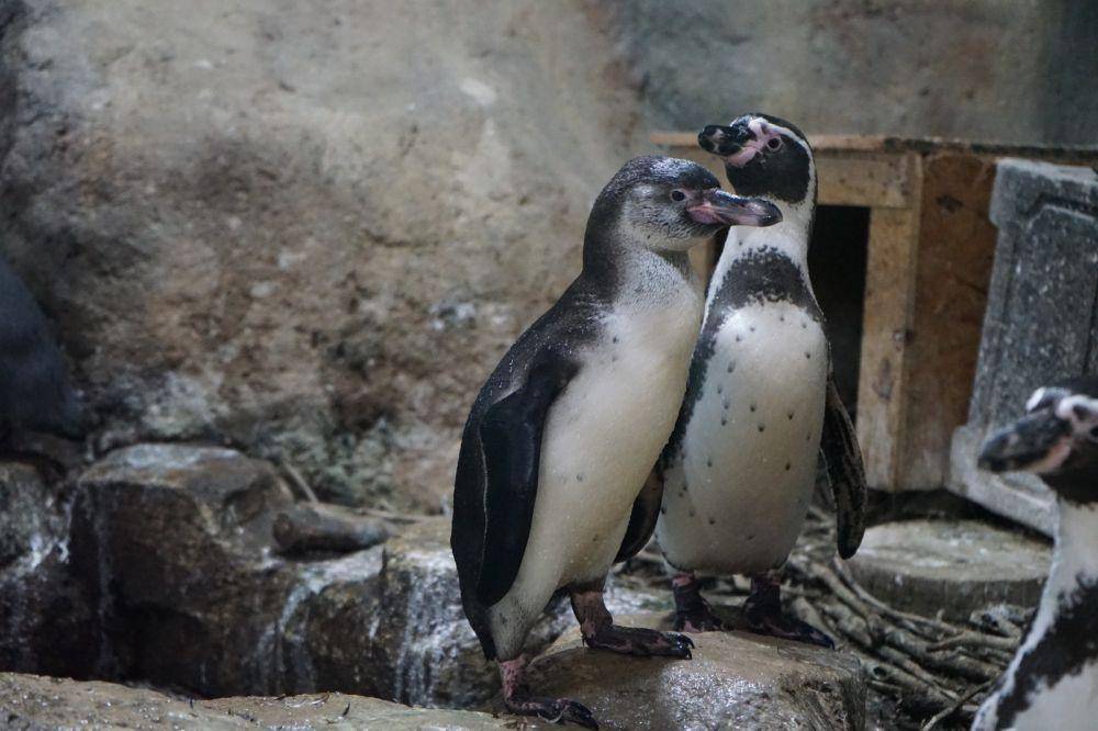 Penguin Humboldt lahir di Ancol (Dok. Ancol)