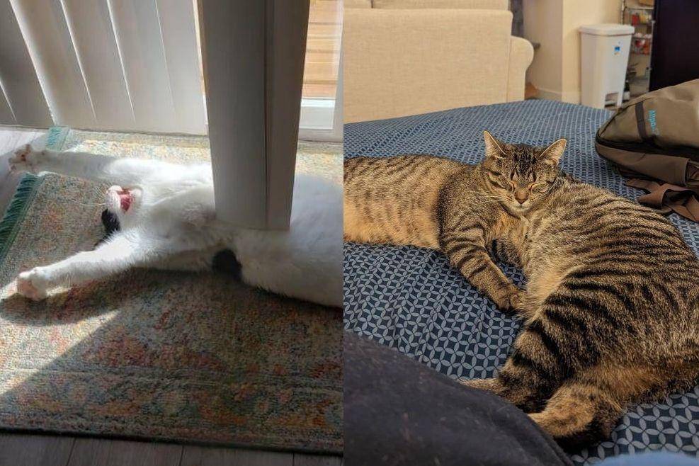 potret kucing ngelakuin hal yang membingungkan (reddit.com/user/uchiha_building | reddit.com/user/osogood)