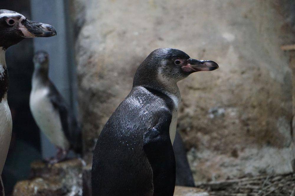 Penguin Humboldt lahir di Ocean Dream Ancol (Dok. Ancol)